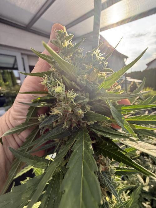 Keksiiiiii. Week 11