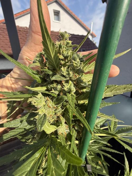 Keksiiiiii. Week 11