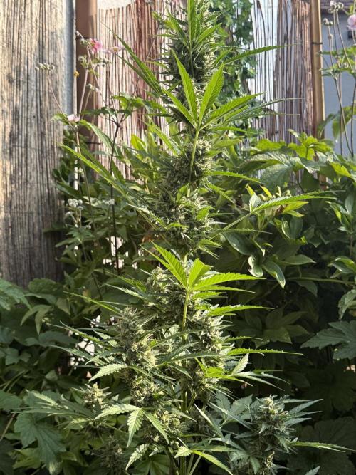 Fume-Pop. Week 10