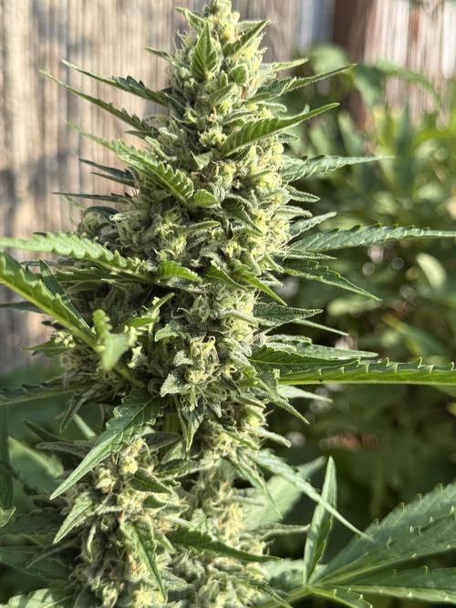 Fume-Pop. Week 10