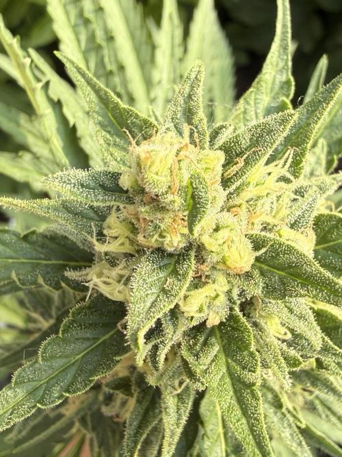 Fume-Pop. Week 10