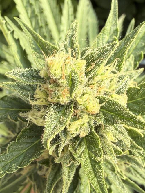 Fume-Pop. Week 10