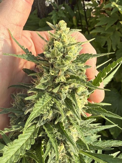 Fume-Pop. Week 10