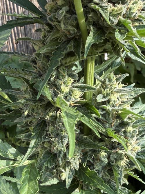 Fume-Pop. Week 10
