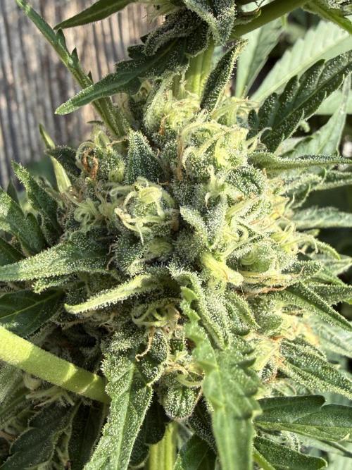 Fume-Pop. Week 10