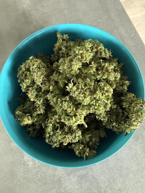 Keksiiiiii. Week 12