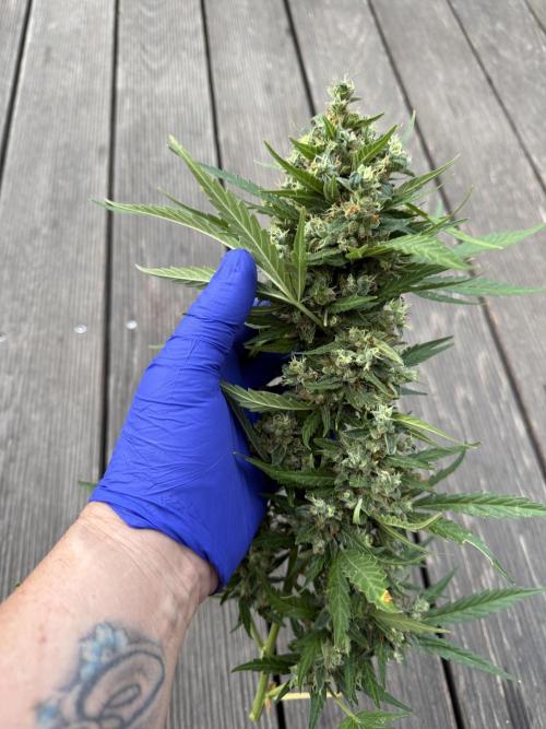 Keksiiiiii. Week 12