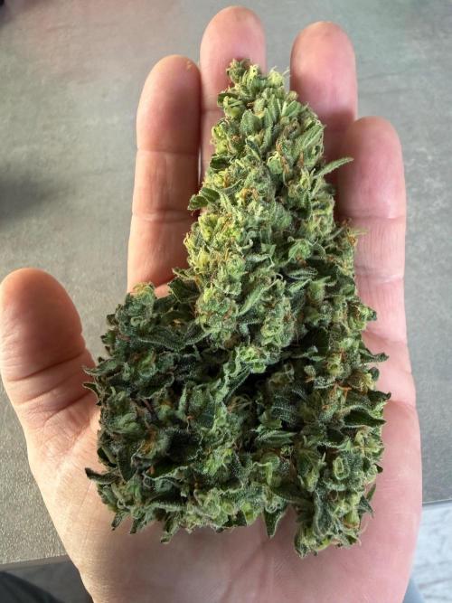Fume-Pop. Week 11