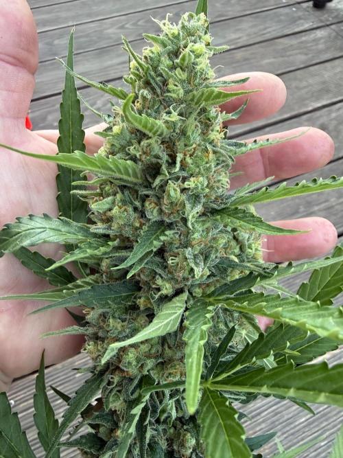 Fume-Pop. Week 11