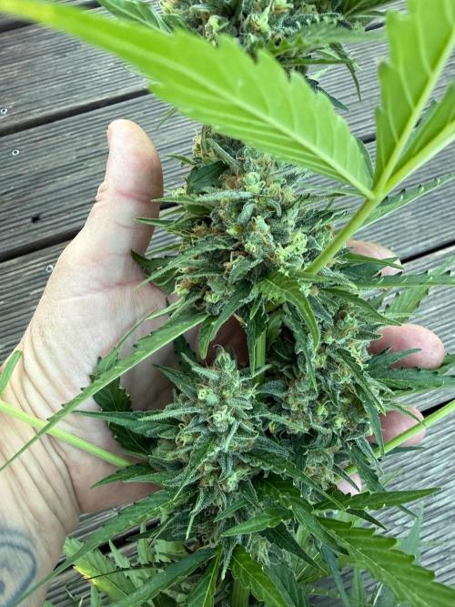 Fume-Pop. Week 11