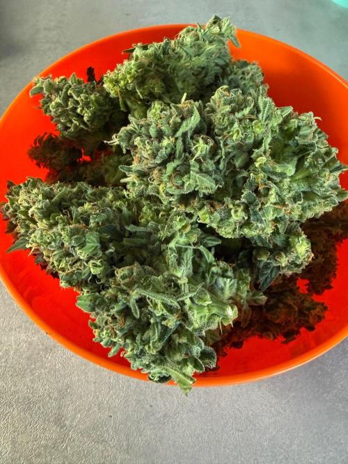 Fume-Pop. Week 11