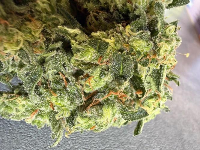 Fume-Pop. Week 11