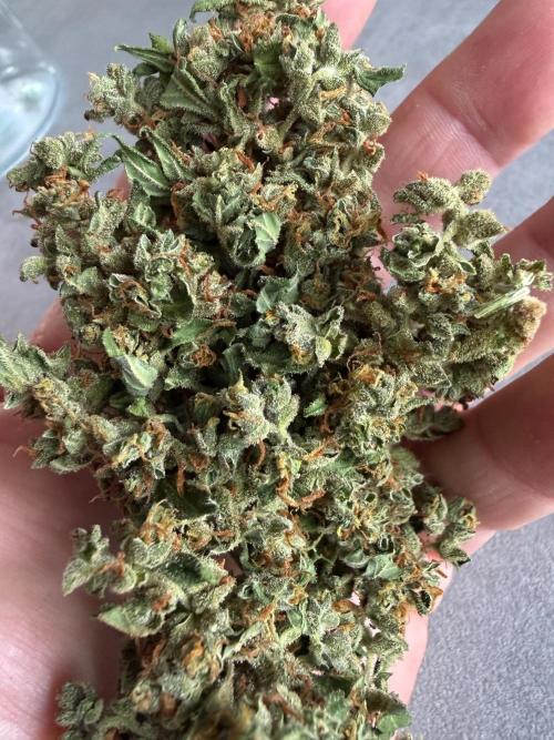 Strawberry Shortcake autoflower. Week 12