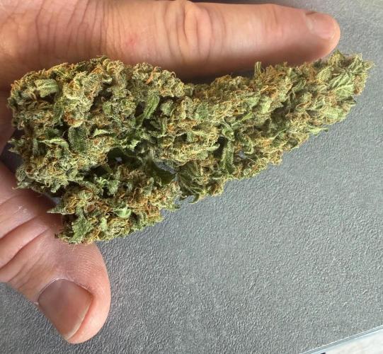 Fume-Pop. Week 11
