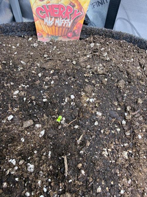 Muffin. Week 1