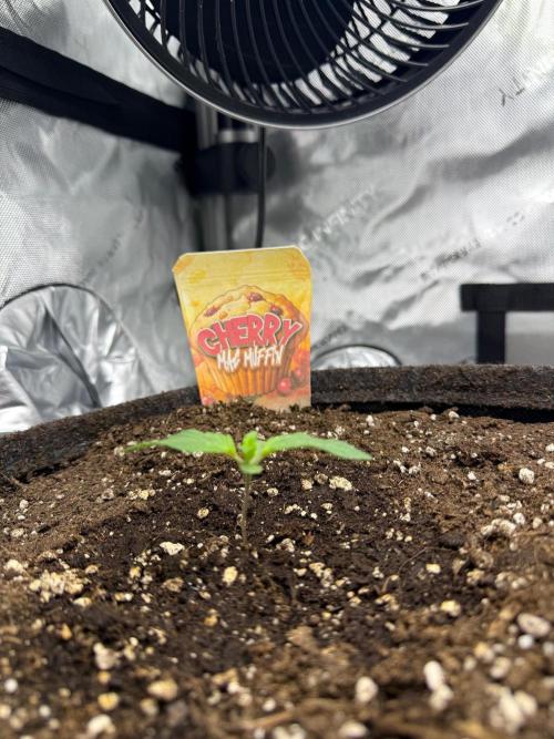 Muffin. Week 2