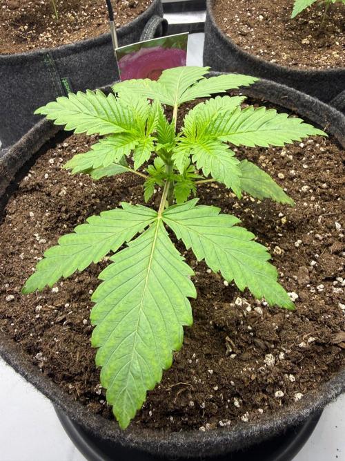 Pink Rozay. Week 3