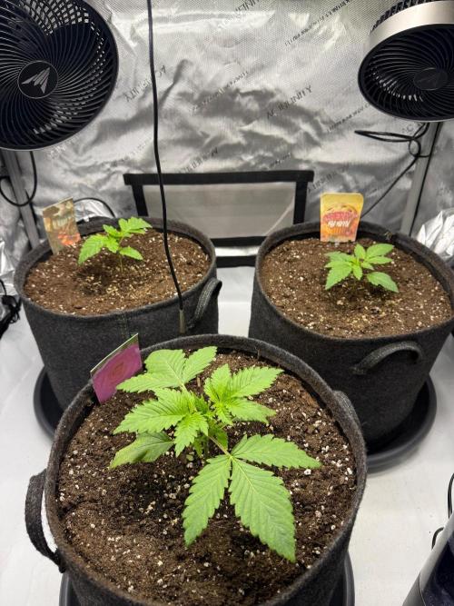 Pink Rozay. Week 3