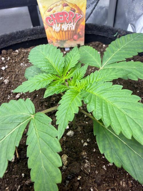 Muffin. Week 3