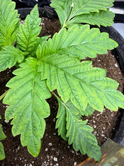 Jungle Lava. Week 4