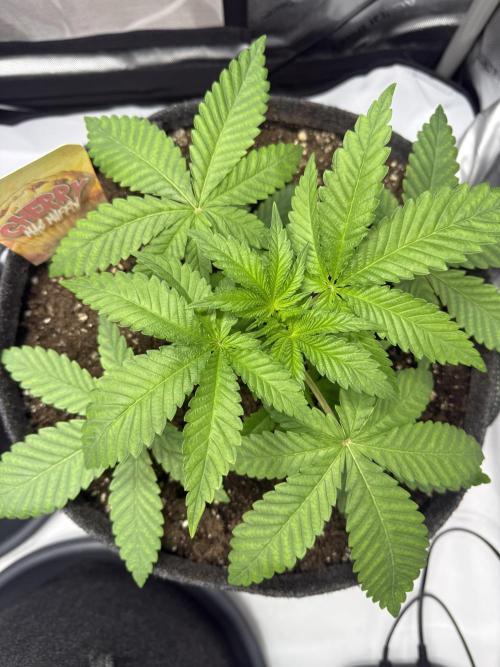 Muffin. Week 4