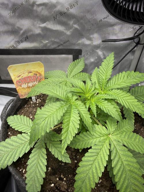 Muffin. Week 4