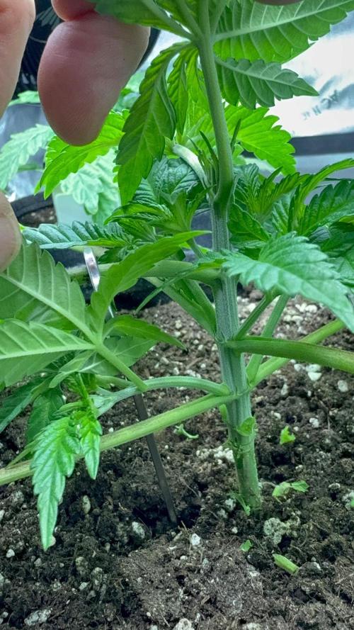 Muffin. Week 4