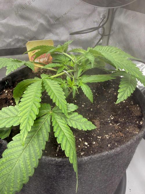 Muffin. Week 4