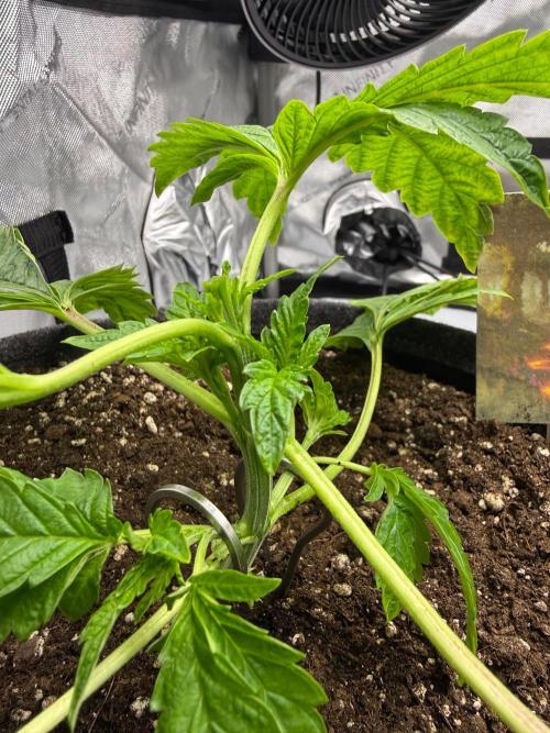 Jungle Lava. Week 4