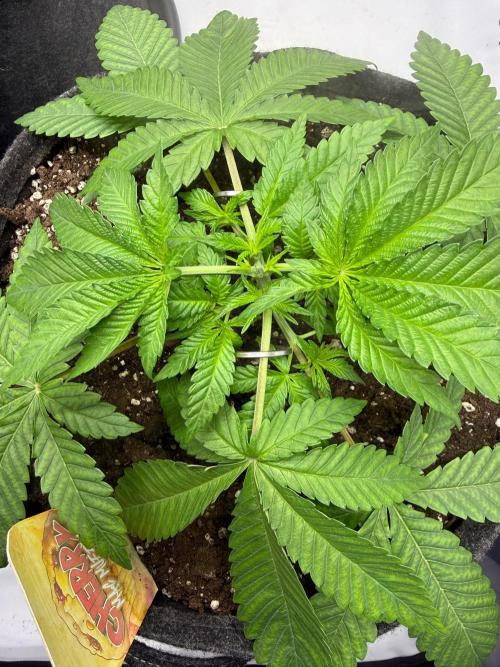 Pink Rozay. Week 4