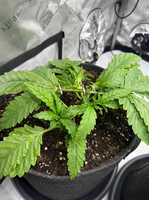 Jungle Lava. Week 5