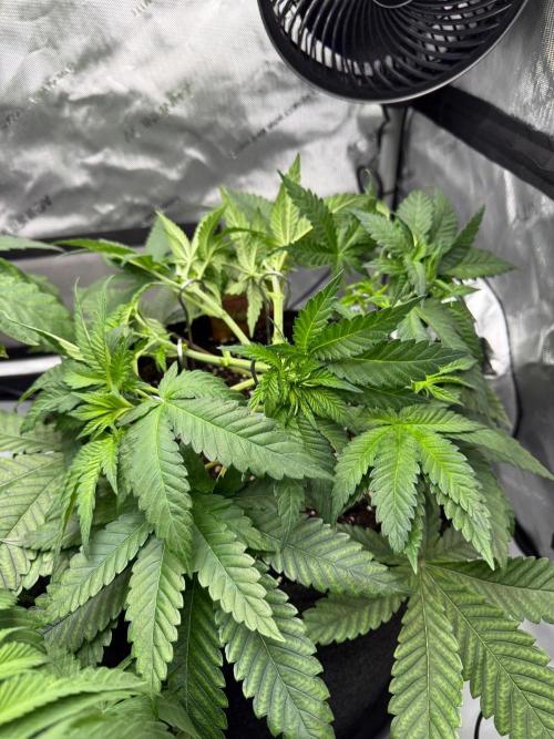 Muffin. Week 6