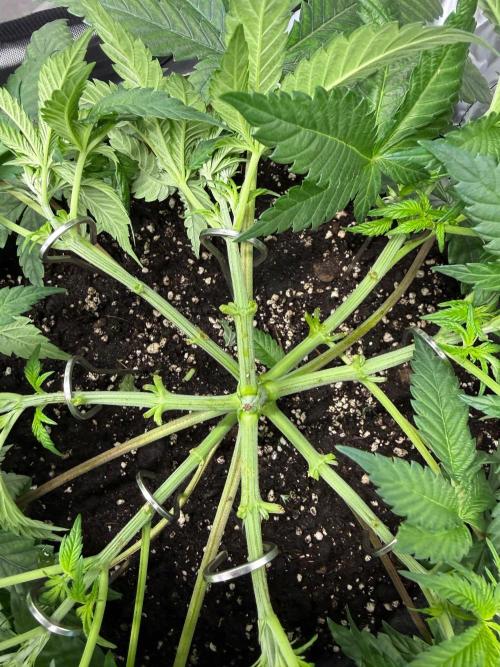 Muffin. Week 6