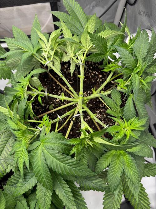 Muffin. Week 6