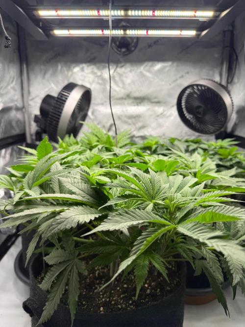 Rosinante. Week 7