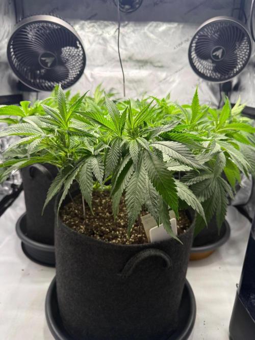 Muffin. Week 7