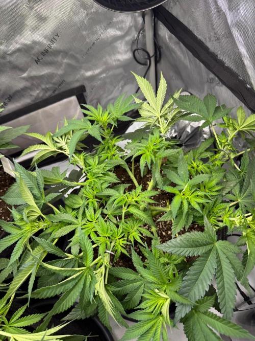 Muffin. Week 7