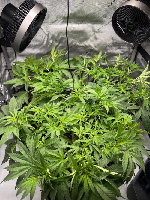 Cherry Mac Muffin. Week 7