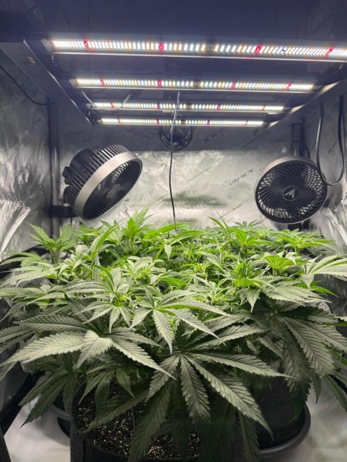 Rosinante. Week 8