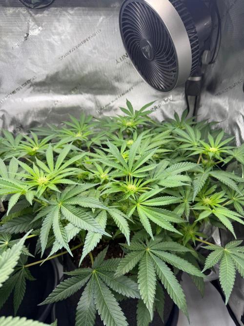 Muffin. Week 8