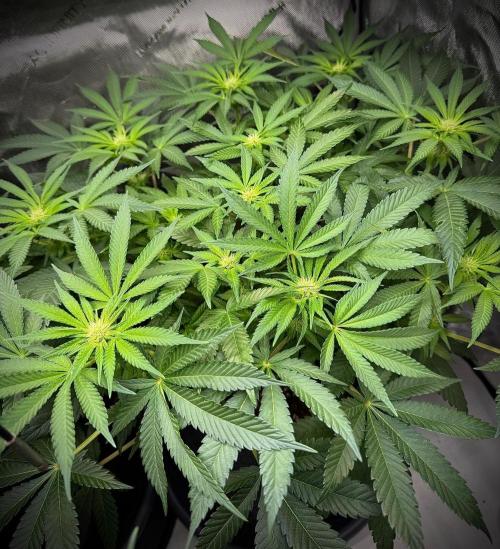 Muffin. Week 8
