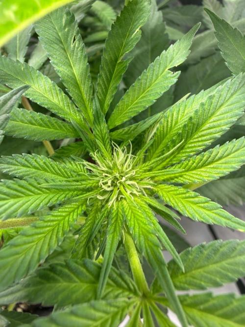 Muffin. Week 8