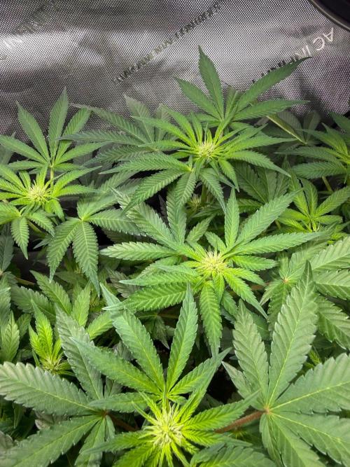 Muffin. Week 8