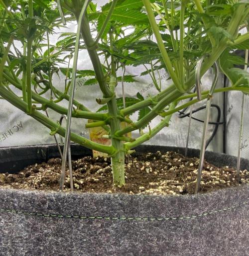 Muffin. Week 8