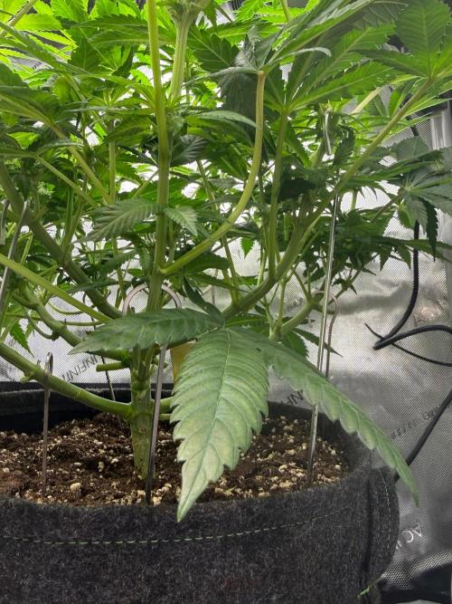 Muffin. Week 8