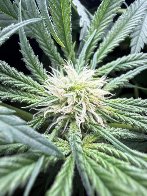 Rosinante. Week 9