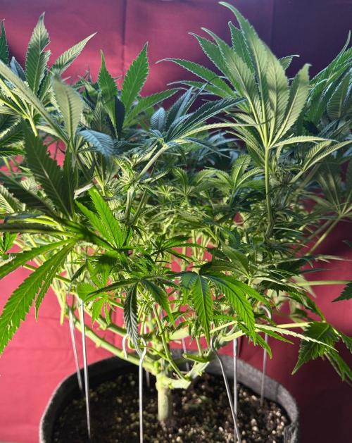 Rosinante. Week 9