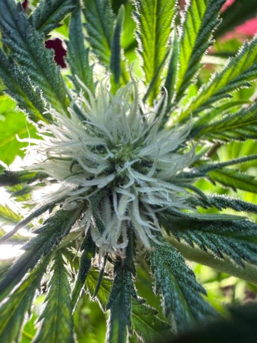 Pink Rozay. Week 9