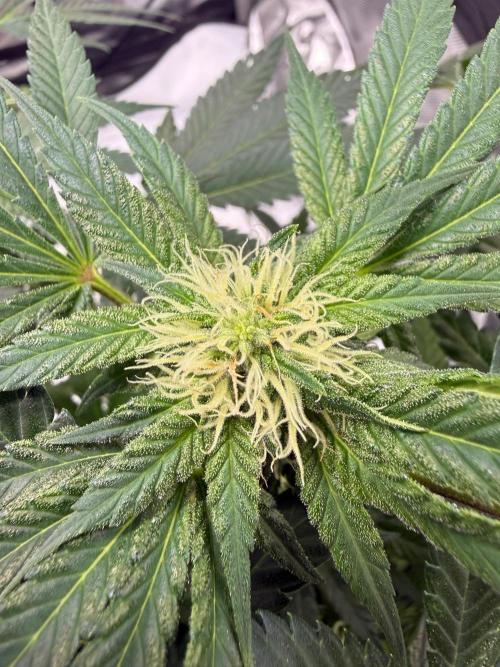 Cherry Mac Muffin. Week 9