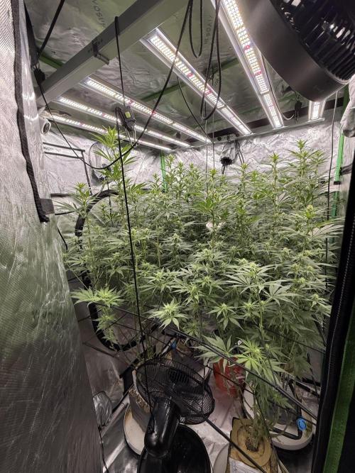 RQS Og Kush. Week 3 - Looking very healthy. Maxed out on light height.